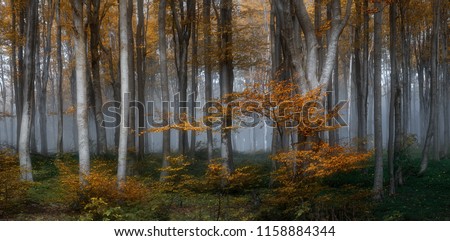 Autumn foggy forest. Balkan Mountains, Bulgaria.