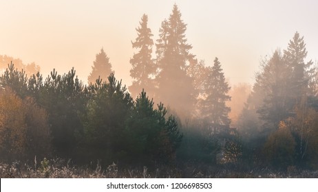 Autumn foggy morning and silhouettes of tall trees in the background, sunrise - Powered by Shutterstock