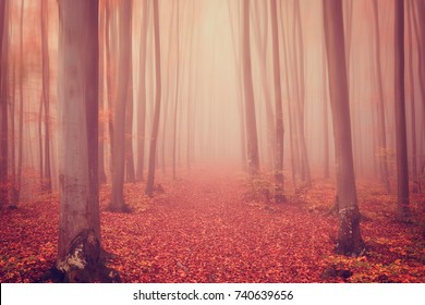 Wallpaper Autumn Images Stock Photos Vectors Shutterstock