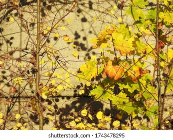 Autumn Foilage Against A Textured Wall      