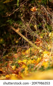 Autumn Foilage Austria Innsbruck Depth