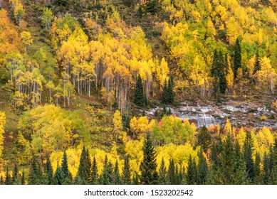 Autumn Foilage In Canadian Rockies, Alberta, Canada