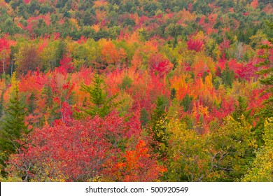 Autumn Foliage In Acadia National Park, Maine, USA