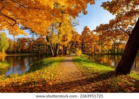 Autumn foliage in Alexander park, Pushkin, St. Petersburg, Russia