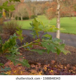 Autumn Foliage Of A Buckley's Or Texas Red Oak Tree (Quercus Buckleyi) In A Woodland Garden