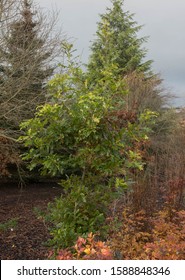 Autumn Foliage Of A Buckley's Or Texas Red Oak Tree (Quercus Buckleyi) In A Woodland Garden