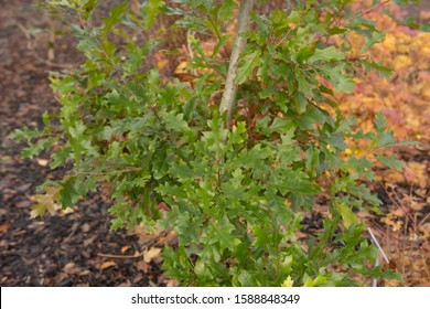 Autumn Foliage Of A Buckley's Or Texas Red Oak Tree (Quercus Buckleyi) In A Woodland Garden