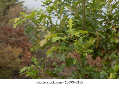 Autumn Foliage Of A Buckley's Or Texas Red Oak Tree (Quercus Buckleyi) In A Woodland Garden