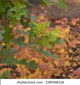 Autumn Foliage Of A Buckley's Or Texas Red Oak Tree (Quercus Buckleyi) In A Woodland Garden