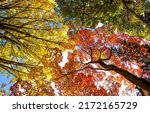 Autumn foliage in fall season. Red autumn landscapes in fall season