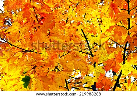 Similar – Image, Stock Photo autumn foliage Environment