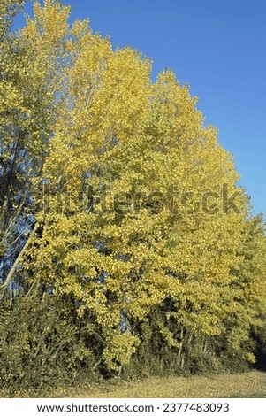Autumn foliage, the golden leaves of the poplars trees against the background of a blue sky, Populus nigra, Salicaceae
