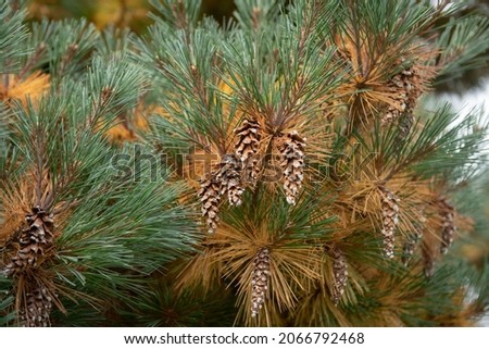 Autumn Foliage of the Green and Yellow Needles and Brown Cones on an Evergreen Coniferous Eastern White Pine Tree (Pinus strobus 'Krugers Lilliput) Growing in a Garden in Rural Devon, England, UK