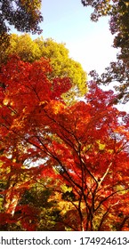 Autumn Foliage In Kyoto Imperial Palace Park