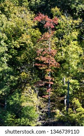 Autumn Foliage In Land Between The Lakes Park In Paducah, Kentucky, USA