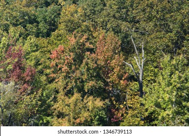 Autumn Foliage In Land Between The Lakes Park In Paducah, Kentucky, USA