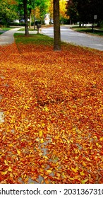 Autumn Foliage Leaf Drop In Typical Midwest USA American Suburban Residential Neighborhood. Orange, Red And Golden Yellow Leaves On Sidewalk With More Trees In The Background. Glorious. Vivid Colors. 