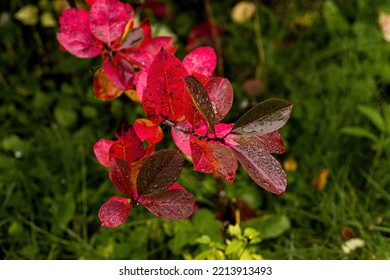 Autumn Foliage Leaves. Burgundy Bird Cherry Leaves. Water Drops On Tree Leaves. Blurred Background.