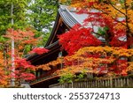Autumn foliage at Nikko Toshogu shrine, Japan