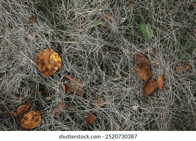 Autumn Foliage on Dry Grass: Nature's Transition from Summer to Fall - Powered by Shutterstock