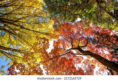 Autumn foliage on the treetops. Autumn background. Autumn tree tops. Autumn forest treetops background