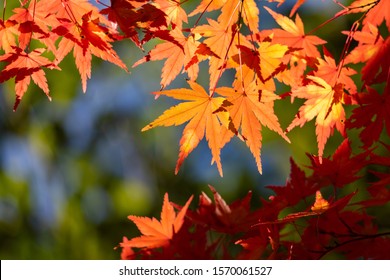 142,261 Red forest japan Images, Stock Photos & Vectors | Shutterstock