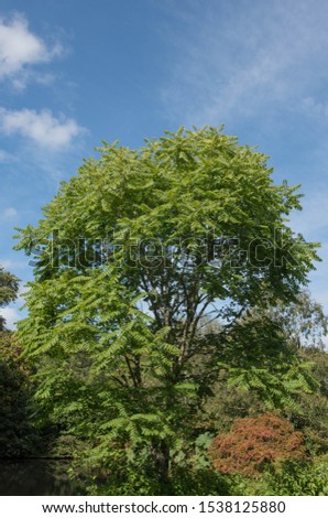 Autumn Foliage of a Toona sinensis Tree (Chinese Mahogany or Red Toon) by the Side of a Lake in a Park in Rural Devon, England, UK
