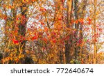 An autumn foreest wall that is partially lit by the afternoon sun a couple of hours before sunset.