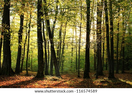 Autumn in the forest