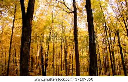 Autumn forest