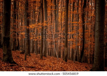 Similar – autumn forest Well-being