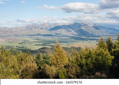 Autumn Forest Above Canterbury Plains, New Zealand