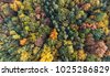 aerial forest autumn