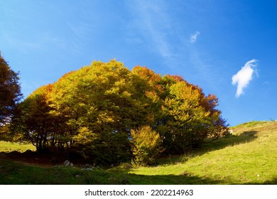 Autumn Forest In Aspe Valley, Pyrenees In France.