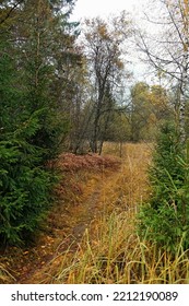 Autumn Forest Background. Mysterious Evergreen Fir Trees, Dry Fern, Plants And Pathway. Dark Melancholy Atmospheric Autumn Landscape. Fall Season.	