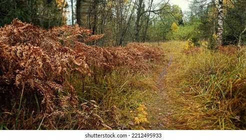 Autumn Forest Background. Mysterious Evergreen Fir Trees, Dry Fern, Wild Plants And Pathway. Dark Melancholy Atmospheric Autumn Landscape. Fall Season.