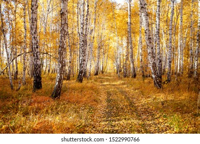 Autumn forest background with sun - autumnal landscape with bright yellow leaves and trees in wild forest