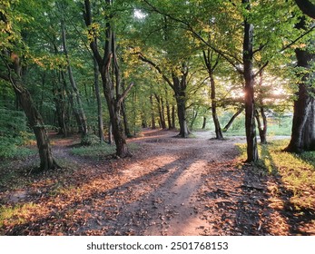  autumn in the forest, the beginning of the canopy, yellow leaves, late autumn, European forest, golden autumn - Powered by Shutterstock