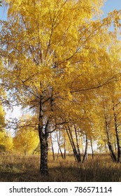 Autumn forest, birch