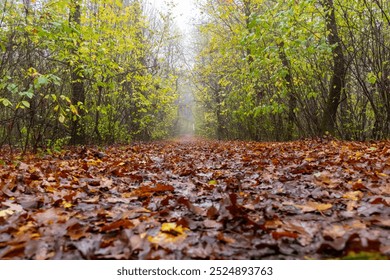 Autumn in the forest - Budapest, Hungary - Powered by Shutterstock