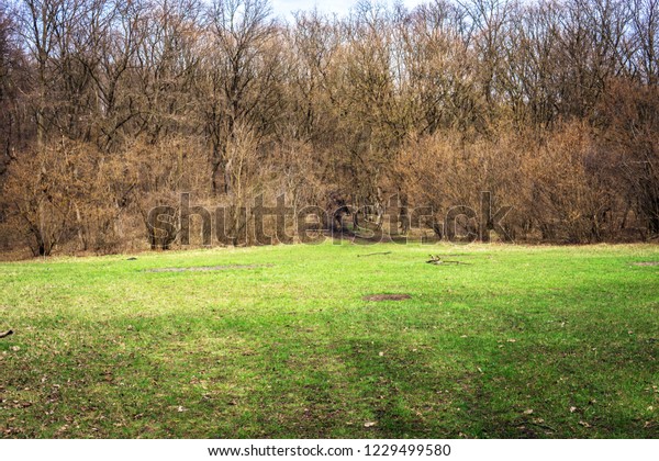 Autumn Forest Circle Wherein No Living Stock Photo Edit Now