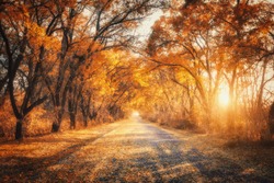 Осенний лес с загородной дорогой на закате. Красочный пейзаж с деревьями, сельская дорога, оранжевые и красные листья, солнце осенью. Путешествие. Осенний фон. Удивительный лес с яркой листвы вечером