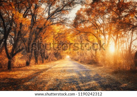 Autumn forest with country road at sunset. Colorful landscape with trees, rural road, orange and red leaves, sun in fall. Travel. Autumn background. Amazing forest with vibrant foliage in the evening