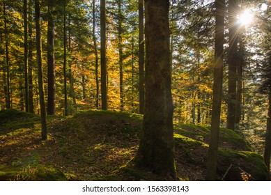 autumn forest in Dabo in the vosges mountains in France