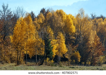 Similar – Vernebelte Herbstfärbung