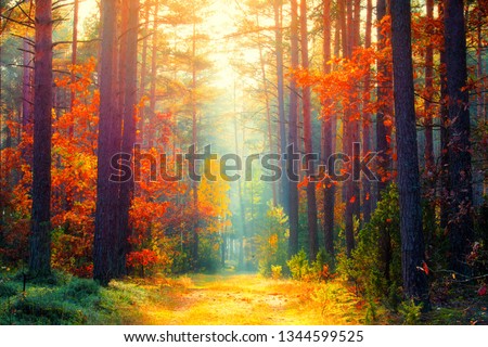 Autumn forest. Fall background. Autumn landscape. Sunny forest with sunlight. Fall trees with colorful leaves.