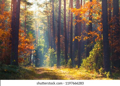 Autumn forest. Fall nature. Autumn picturesque background. Forest with mist and sunlight. Footpath in wood through trees with red orange leaves. Warm autumn day outdoors. - Shutterstock ID 1197666283