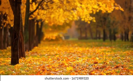 Autumn forest. Fallen leaves on the ground. Yellow autumn forest.
