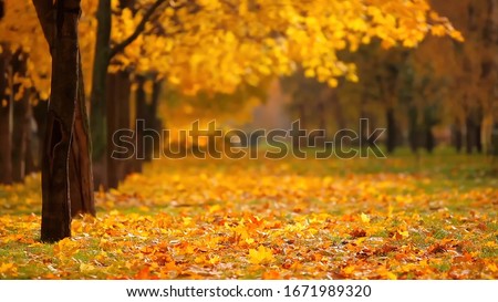 Autumn forest. Fallen leaves on the ground. Yellow autumn forest.
