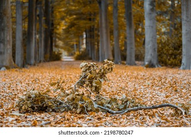 Autumn In The Forest With Fallen Leaves And Tree-lined Hiking Path. Selective Focus With Blurred Background.